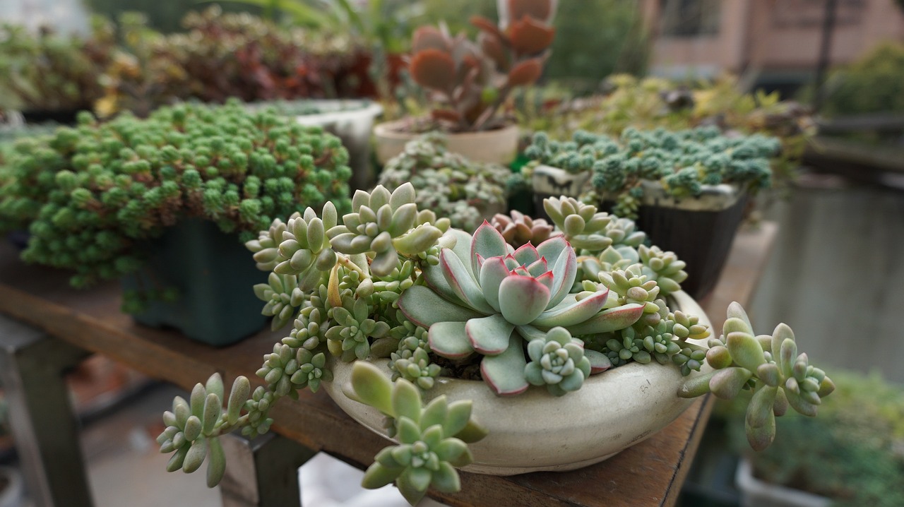 How to Propagate Succulents